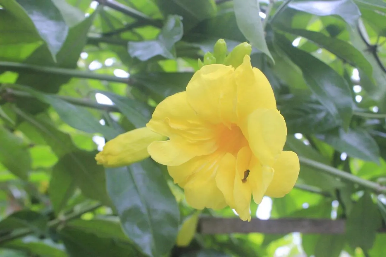 Homestay Umah De Arlika Ubud Indonesia