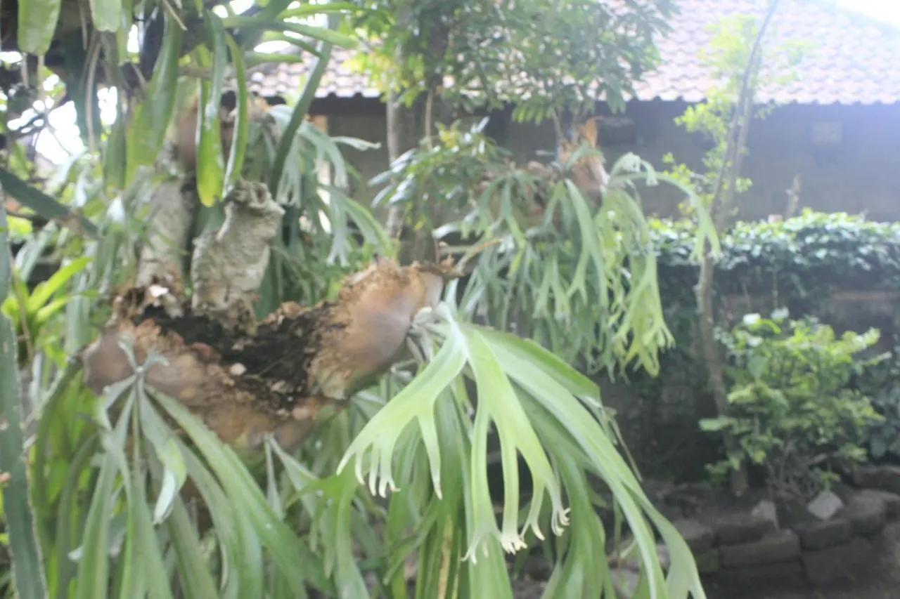 民宿 Umah De Arlika Ubud
