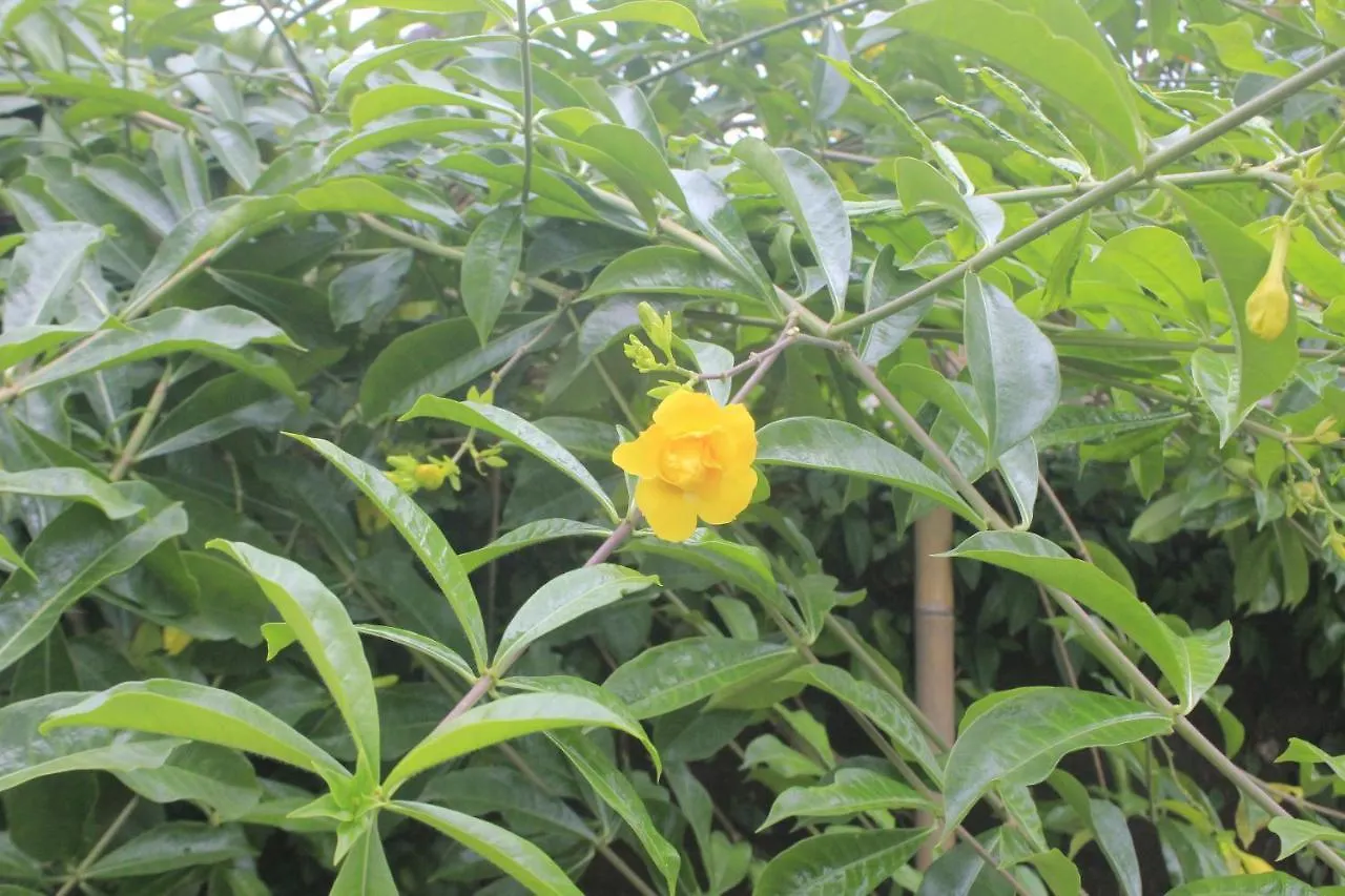 Umah De Arlika Ubud 印尼
